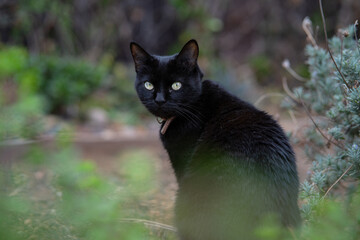 Gato Negro