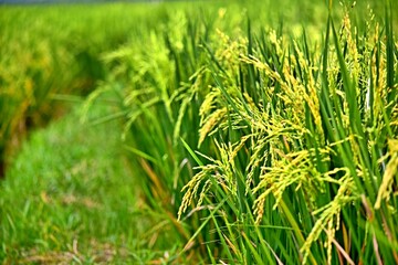 Rice plants grow abundantly in the rice fields of the Rawa Pening Ambarawa area, Central Java, Indonesia