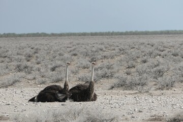 The gossiping ostrich twins