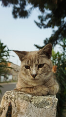 the gray cat is looking down, front view