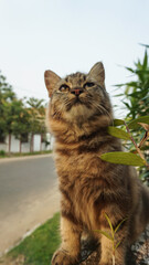 the dark brown cat is looking up