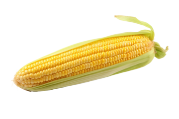 corn on the cob isolated on white or transparent png