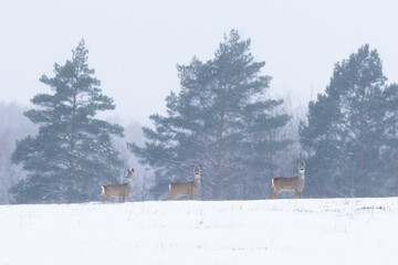 Three roe deer and three pine trees in winter