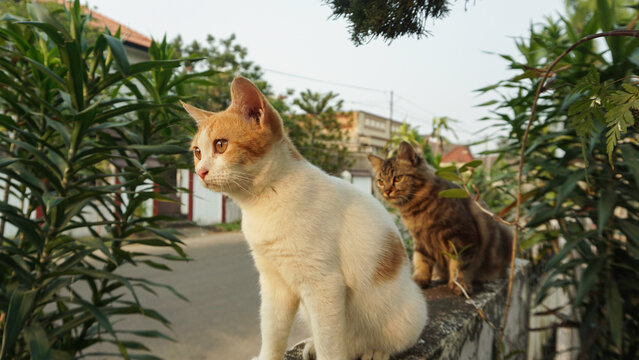 pet cats sitting on the fence and looking at the street