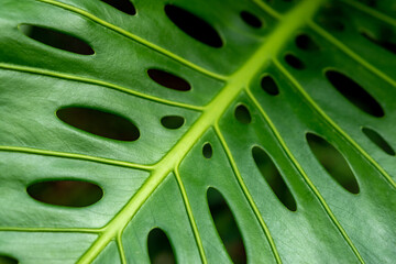 Fototapeta na wymiar View of tropical green palm leaves on nature background, Nature summer concept.