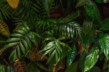 View of tropical green palm leaves. Nature summer concept.