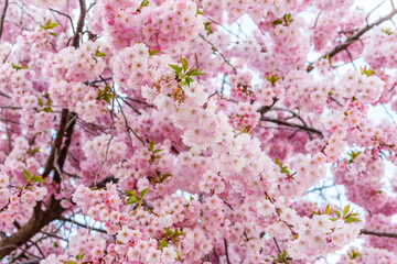 Beautiful spring cherry blossom tree. Shallow depth of field.