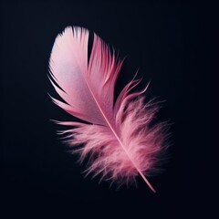 Obraz premium feather isolated on simple background
