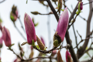 Pink magnolia flowers on tree on sky background.