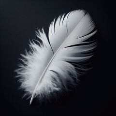 feather isolated on simple background