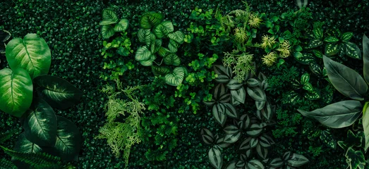Fotobehang abstract green leaf texture, tropical leaf foliage nature dark green background © eakarat