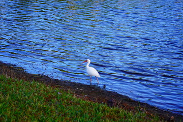 A Florida community pond in spring	 and egret/ibis