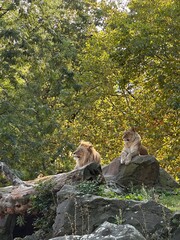 The pride of the jungle