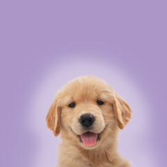 A happy cute 7 week old Golden Retriever puppy looking at the camera against a purple background