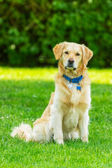 A curious 3 year old Golden Retriever with his head tilted, sitting in the grass. He is a rescue dog enjoying his new forever home yard.