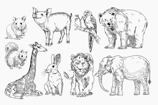 Various black and white animal pictures for practicing drawing or painting.