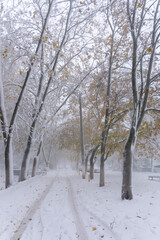 snow-covered winter road with trees