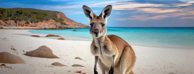 Photo sur Plexiglas Parc national du Cap Le Grand, Australie occidentale Kangaroo on sandy beach with clear blue waters in the background. Turquoise sea waves gently lapping the shore. Australia Day concept. Lucky Bay in the Cape Le Grand National Park.