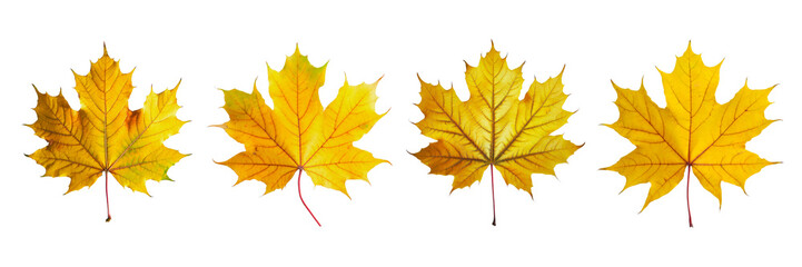 Set of Yellow maple leaf, isolated on a white background