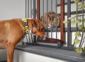 Dog and cat introduction with pet gate barrier. Face to face meeting of cute puppy dog looking at...