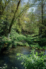 Obraz premium a bright green spring meadow with a stream