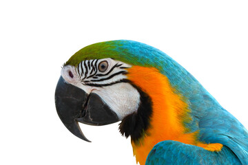 Close-up of a beautiful macaw parrot isolated on transparent background png file