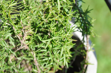 rosemary, rosmarinus or rosmarinus officinalis