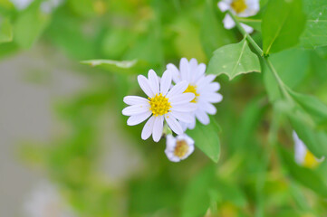 purple Bellis perennis , purple daisy or Aster tataricus or Tatarian Aster or Tatarian Daisy or Tatarinows Aster or Asteraceae or Astereae or Aster indicus or Kalimeris incisa or Blue Star