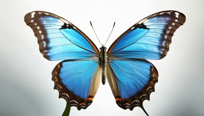 beautiful common morpho butterfly on white