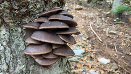 spruce tree mushrooms that are healthy, natural and have plenty of vitamin value