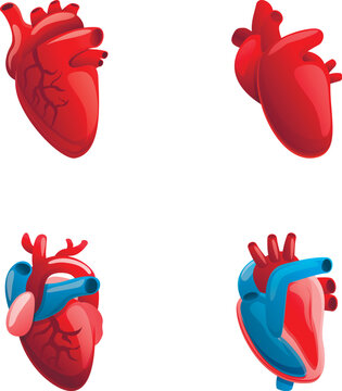 Heart icons set cartoon vector. Human heart with venous system. Anatomy concept