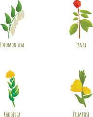 Medicinal plant icons set cartoon vector. Solomon seal, panax rhodiola primrose. Plant nature environment - obrazy, fototapety, plakaty