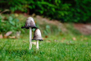 Coprinus comatus mushroom in green grass voted as mushroom of the year 2024 in Germany