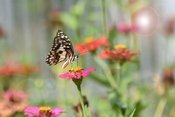 Obraz premium Butterflies and flowers refresh the morning, warm atmosphere, nature, happy all day.