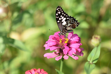 Obraz premium Butterflies and flowers refresh the morning, warm atmosphere, nature, happy all day.