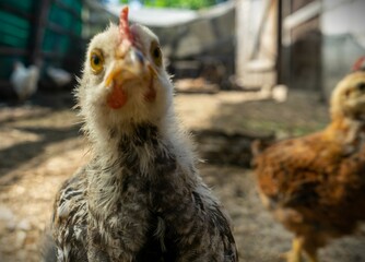 chicken looks into the lens in coop. Home farm in village.