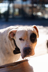 portrait of a dog in the park