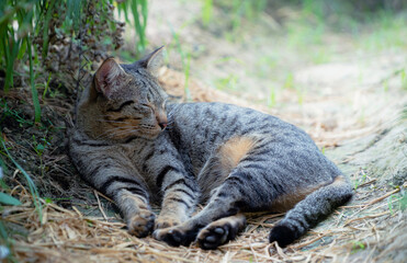 A light brown striped cat was lying on the dry grass with its eyes open, staring ahead and the morning sunlight streaming in from the side. Gray cat crouching on the green lawn.