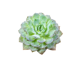 green succulent plant on white background