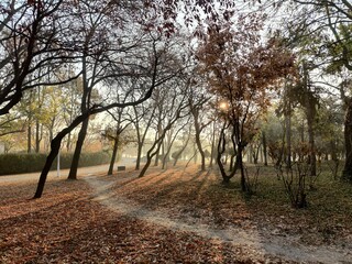 Autumn morning in the park - sun rays among the trees