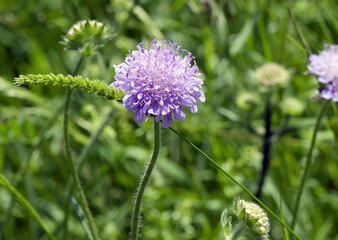 Field scabious (Knautia arvensis) round head-shaped inflorescence with small florets atop of stems angled downwards