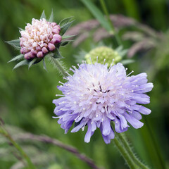 (Knautia arvensis) Field scabious with blue-lilac head-shaped inflorescence and narrow, lanceolate...