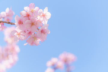	河津桜のアップと青空の背景