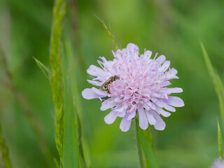 Field scabious (Knautia arvensis) Round head-shaped flower with small florets atop of stem foraged...