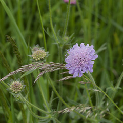 (Knautia arvensis) Field scabious with blue head-shaped inflorescence surronding by radiating...