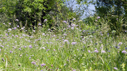 Field scabious (Knautia arvensis) with long slender stalks ending in a small, lilac and blue...
