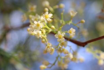 Obraz premium branches of delicate flowers blooming