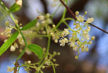 branches of delicate flowers blooming