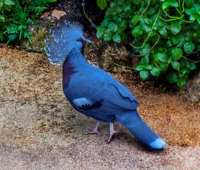 Victoria crowned pigeon walking on the ground