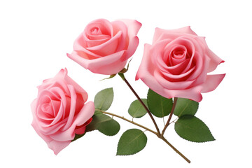 Rose, romantic, Valentine's Day, couple, love that grows together Isolated on transparent background.